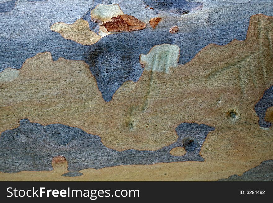 Image of worn tree bark, smoothed by weather.