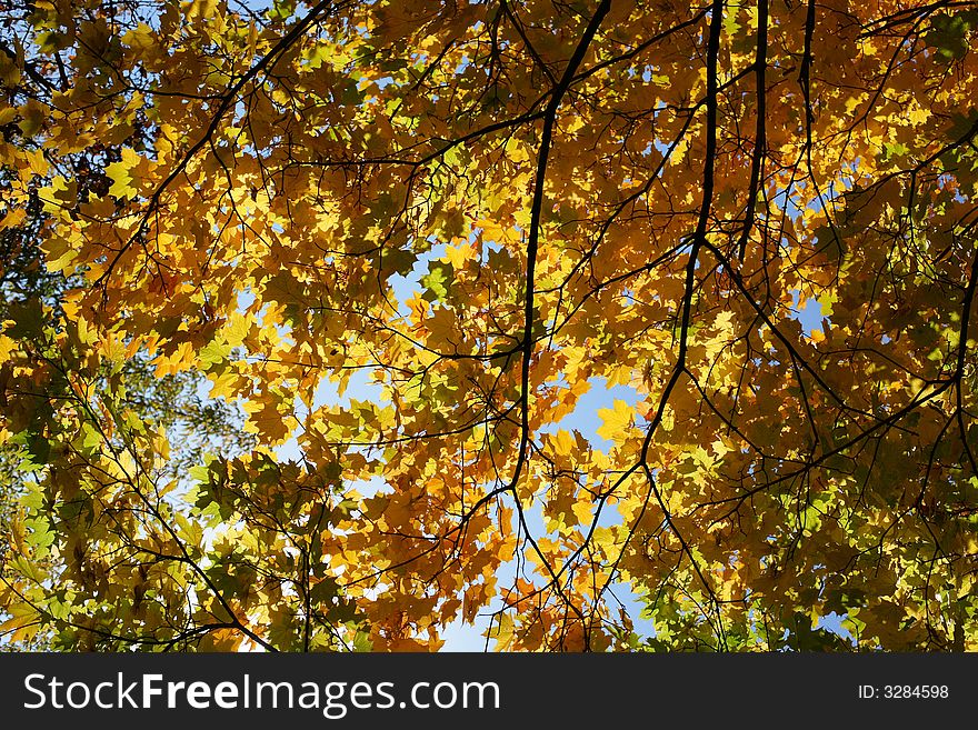 High saturated beautiful yellow mapple leaves. High saturated beautiful yellow mapple leaves