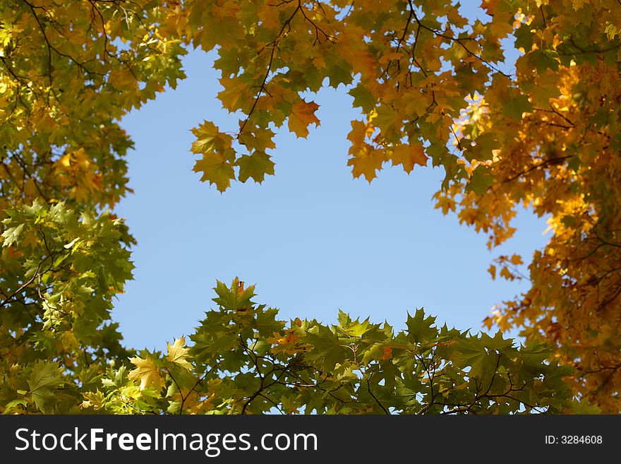 High saturated beautiful yellow mapple leaves. High saturated beautiful yellow mapple leaves