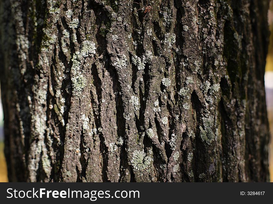Old tree bark texture in beautiful light