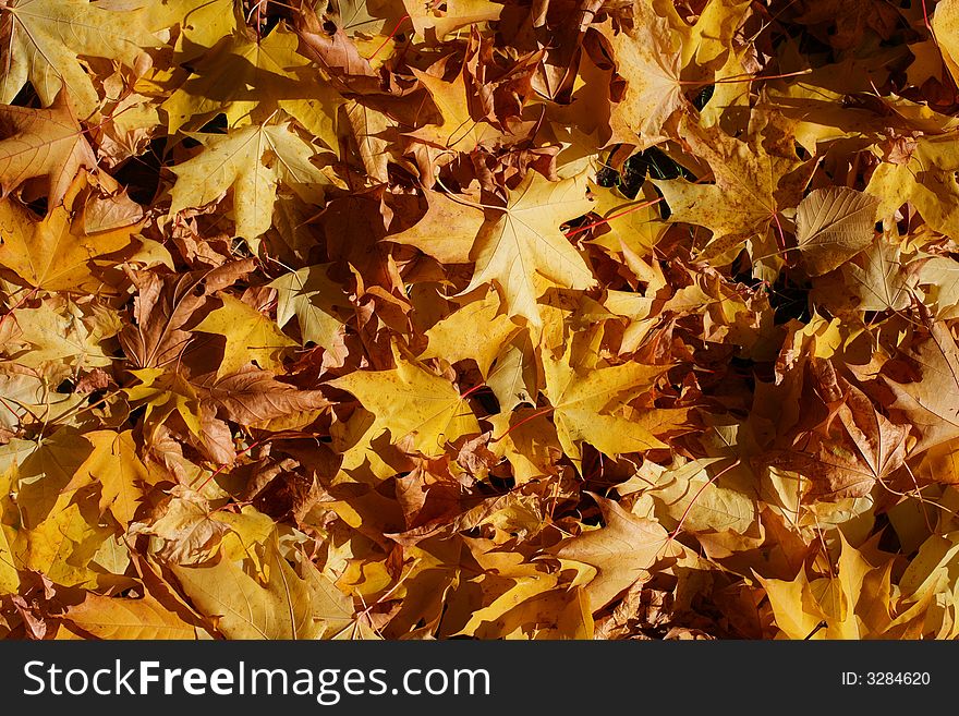 High saturated beautiful yellow mapple leaves. High saturated beautiful yellow mapple leaves