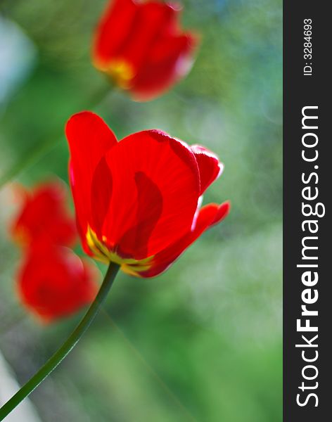 Red tulips on green with selective focus vertical orientation. Red tulips on green with selective focus vertical orientation