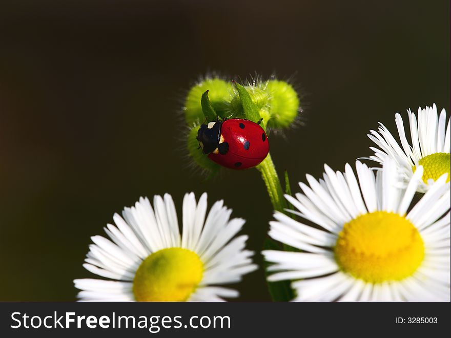 Lady-beetle on flower to the sunset