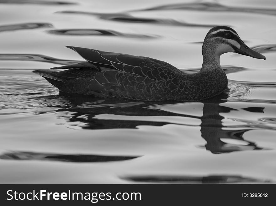 sensual, Duck swiming peacefully at lake, Soft gentle water like silk, peace, serenity, calm, relaxing. sensual, Duck swiming peacefully at lake, Soft gentle water like silk, peace, serenity, calm, relaxing.