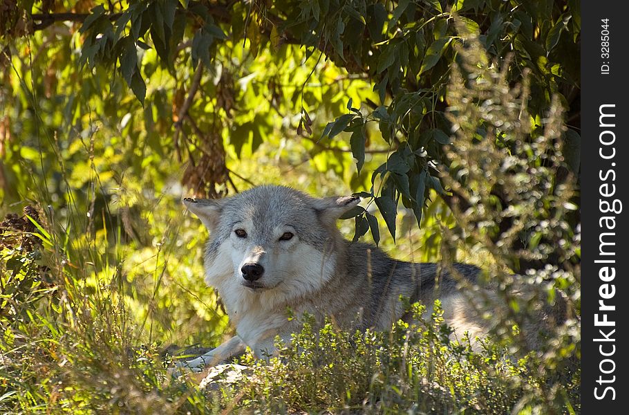 Wolf in the shade on a nice summer day. Wolf in the shade on a nice summer day