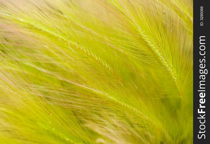 Organic plant texture consist of field ear grass on the meadow. Organic plant texture consist of field ear grass on the meadow