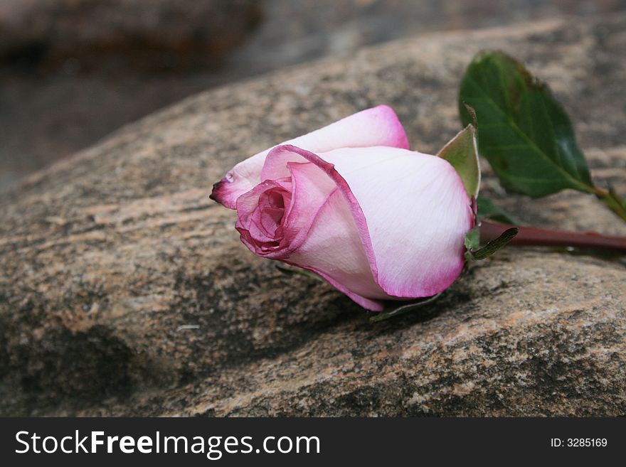 Single pink rose laying a rock at the beach