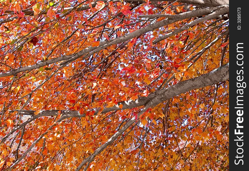 A close-up of some colorful Autumn tree branches. A close-up of some colorful Autumn tree branches.