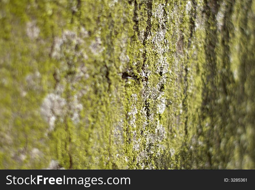 Close-up of a tree bark and sap. Close-up of a tree bark and sap.