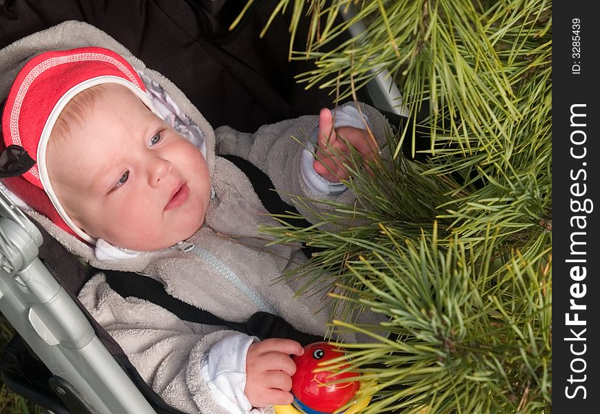 Kid sitting in the stroller and touching pine branch in the winter park. Kid sitting in the stroller and touching pine branch in the winter park