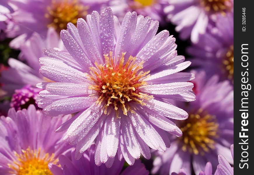 Dew violet camomile floral background representing close-up macro of meadow flowers. Dew violet camomile floral background representing close-up macro of meadow flowers