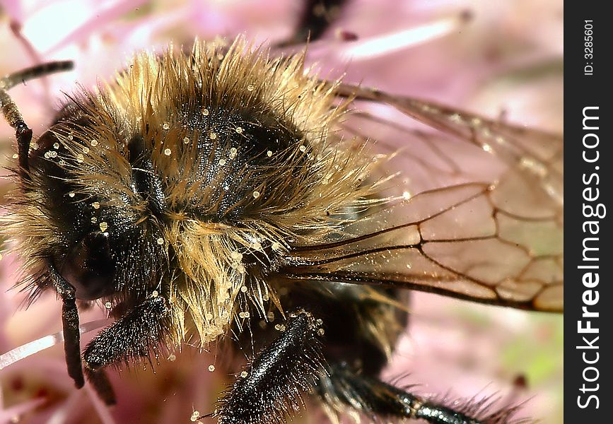 Bee pollinates pink bloom at end of summer, extreme macro