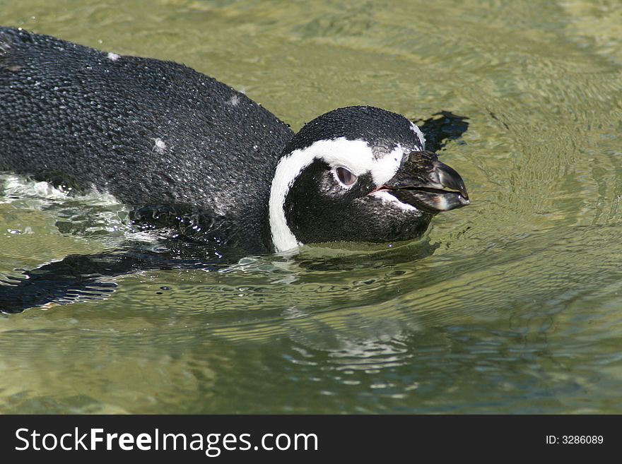 Penguin posing as he came swimming by. Penguin posing as he came swimming by