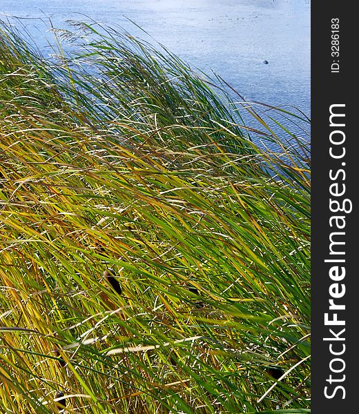 Green and yellow reed with blue lake background. Green and yellow reed with blue lake background