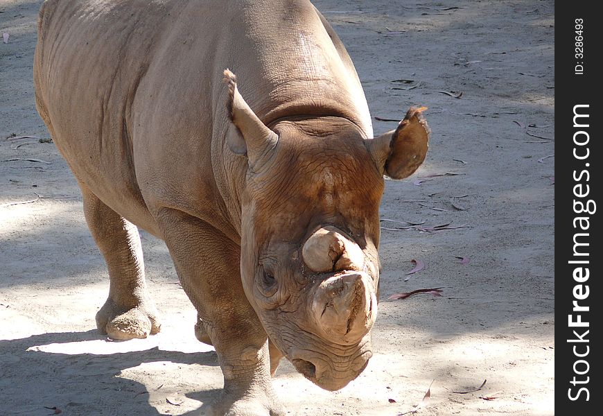 At the Zoo, a big fat rhinoceros. At the Zoo, a big fat rhinoceros
