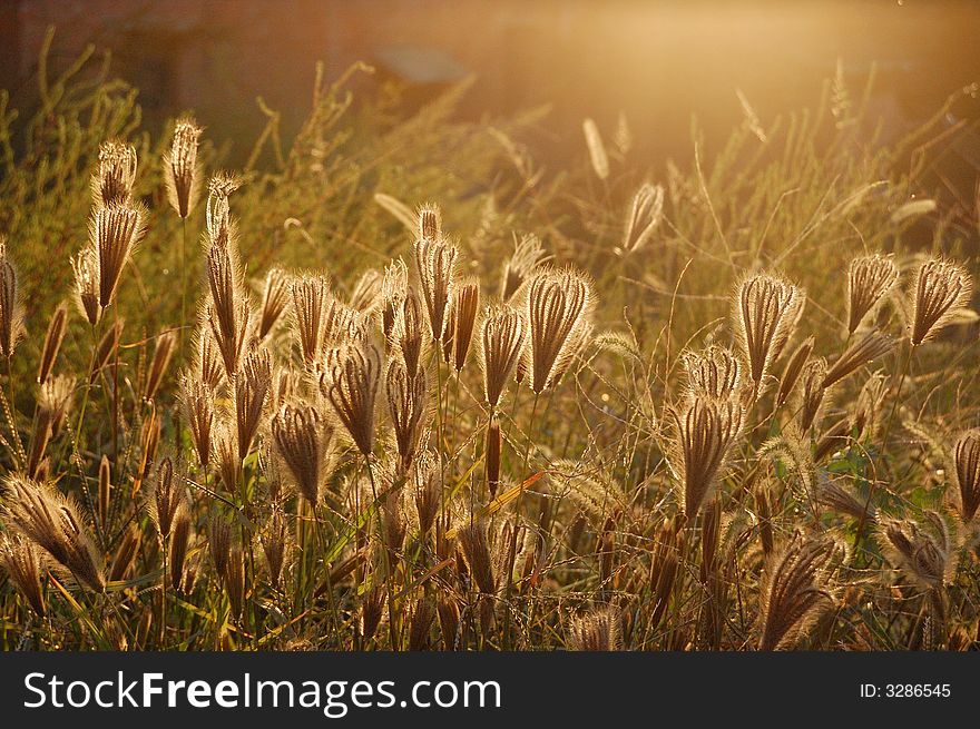 Chinese grass in autumn evening. Chinese grass in autumn evening