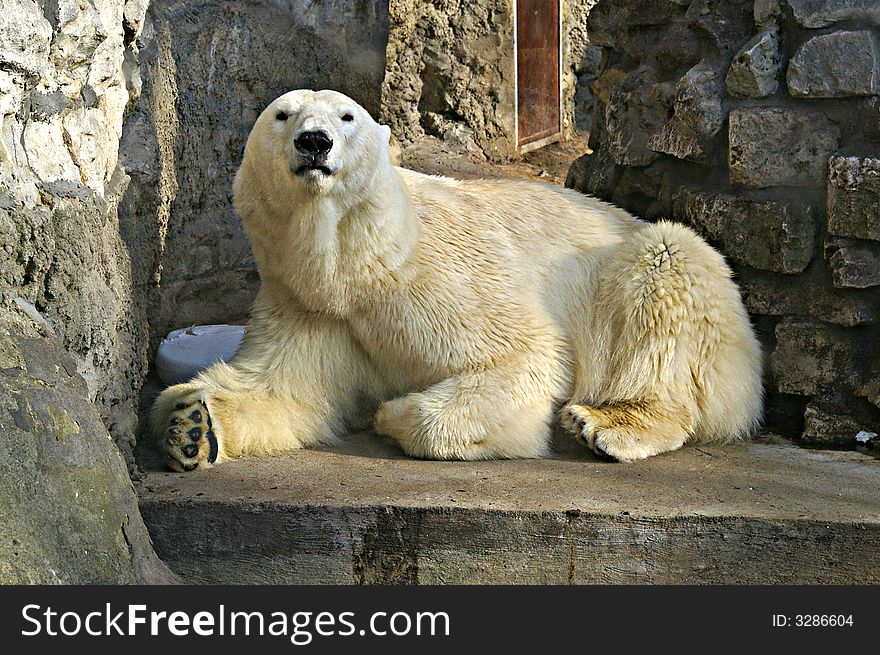 Polar bear in Moscow zoo