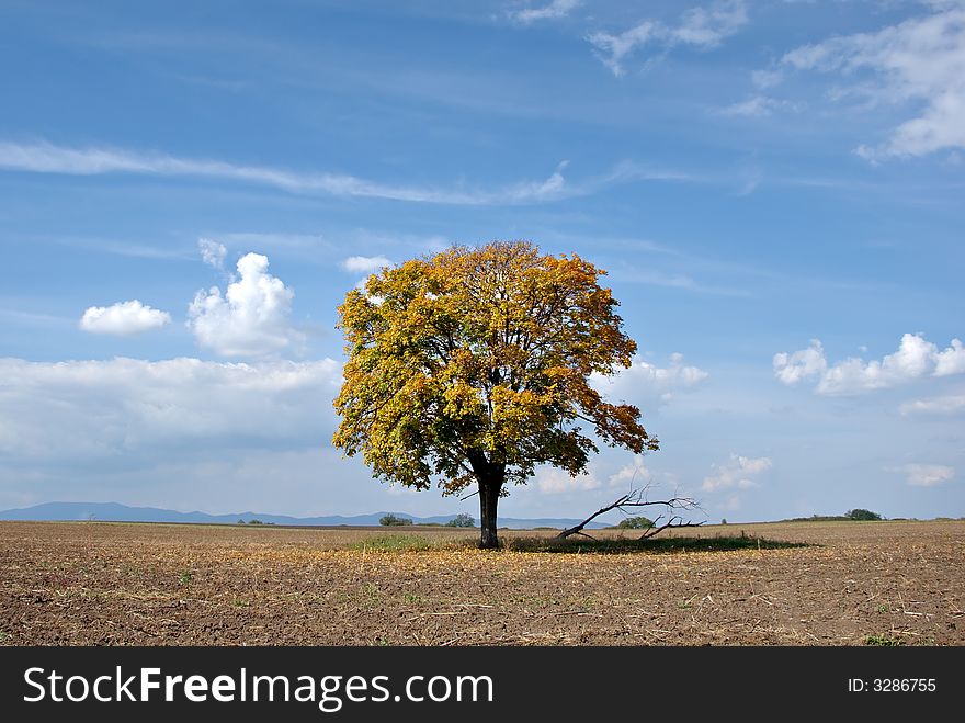 Lonely tree with blue sky