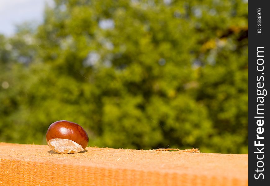 Horse chestnut on a green background