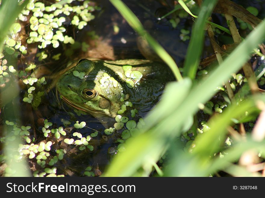 Pretty big Bull frog in a pond. Pretty big Bull frog in a pond