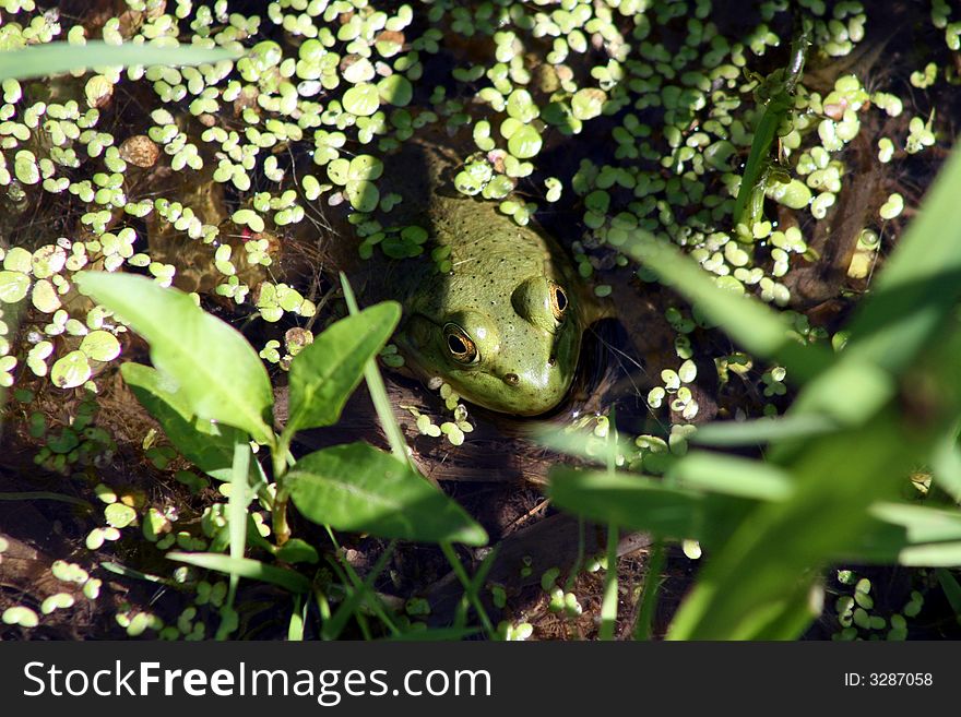 Pretty big bull frog in a pond. Pretty big bull frog in a pond