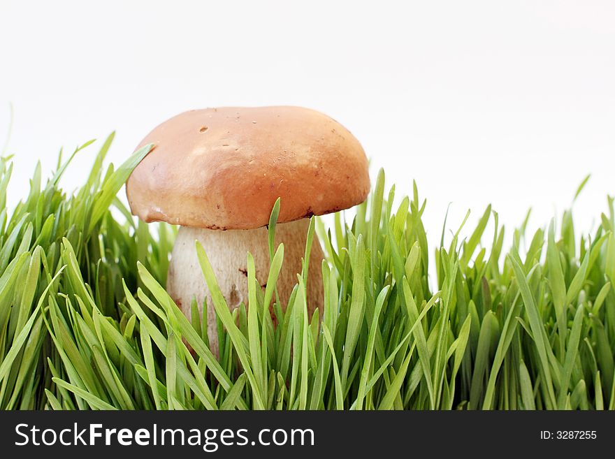 Mushrooms in a grass isolated on white