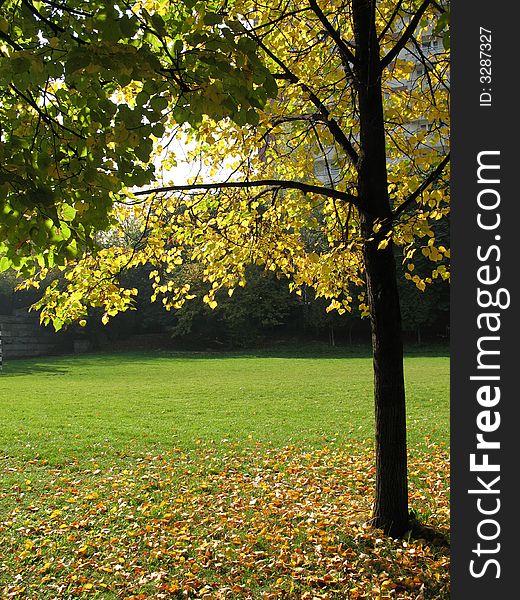 A tree with yellow leaves  in a park