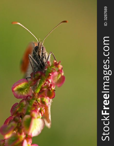 Close-up of a butterfly on the flower