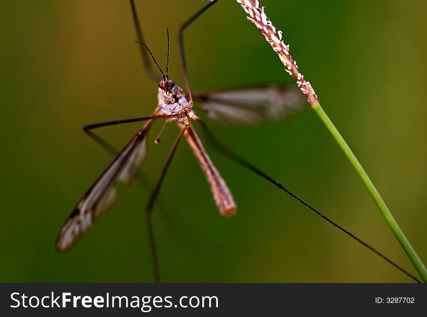 Mosquito sitting on a grass