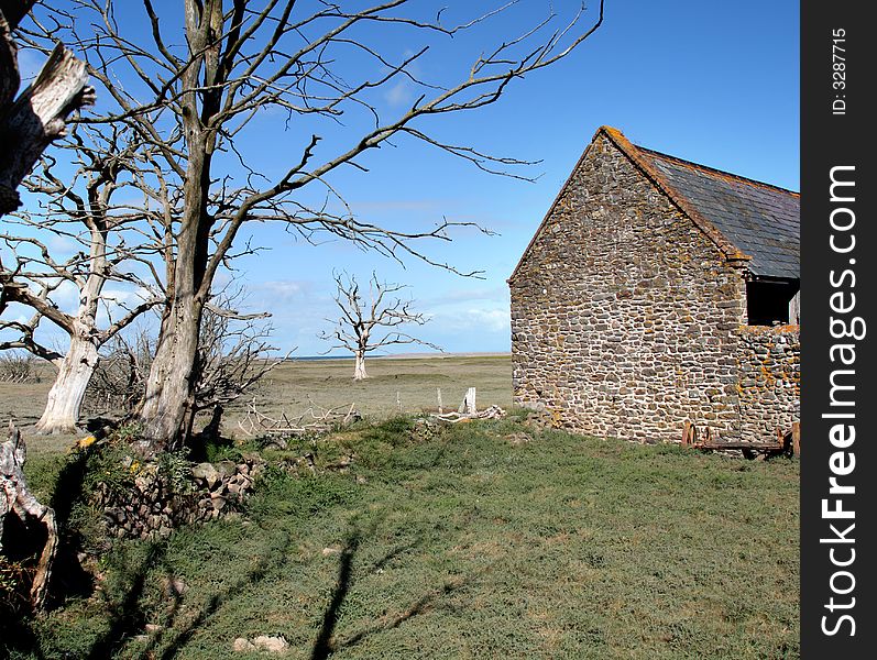 Skeletal and Petrified Trees on a Coastal English Field with barbed wire fence and Stone Barn. Skeletal and Petrified Trees on a Coastal English Field with barbed wire fence and Stone Barn