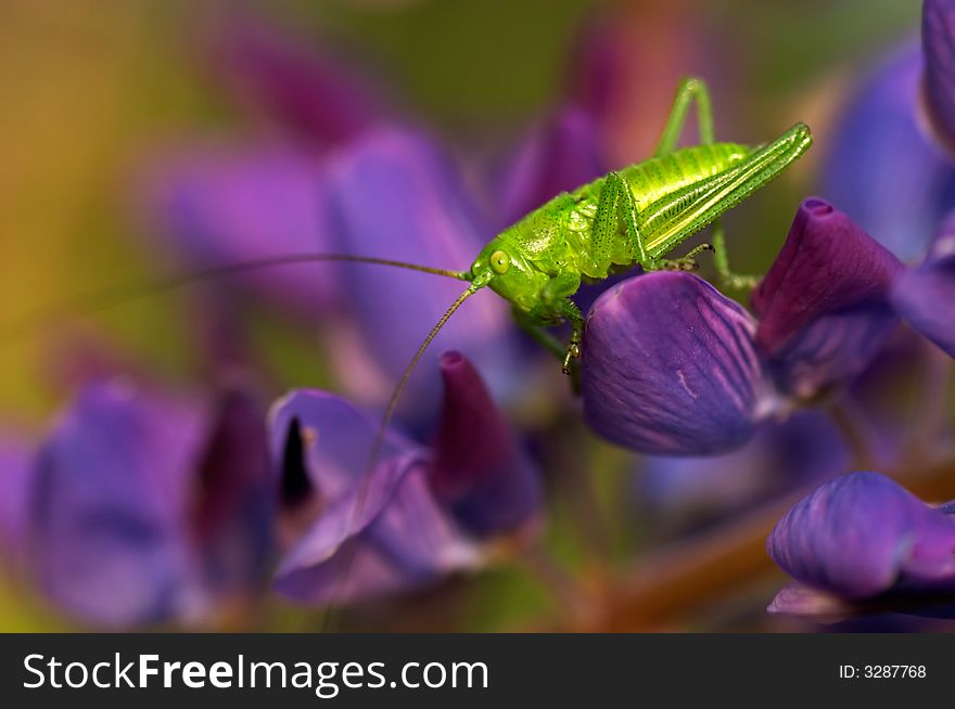 Grasshopper on a violet flower