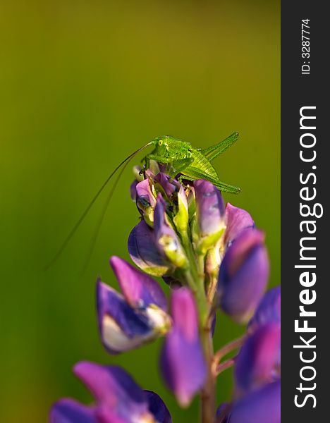 Grasshopper on a violet flower