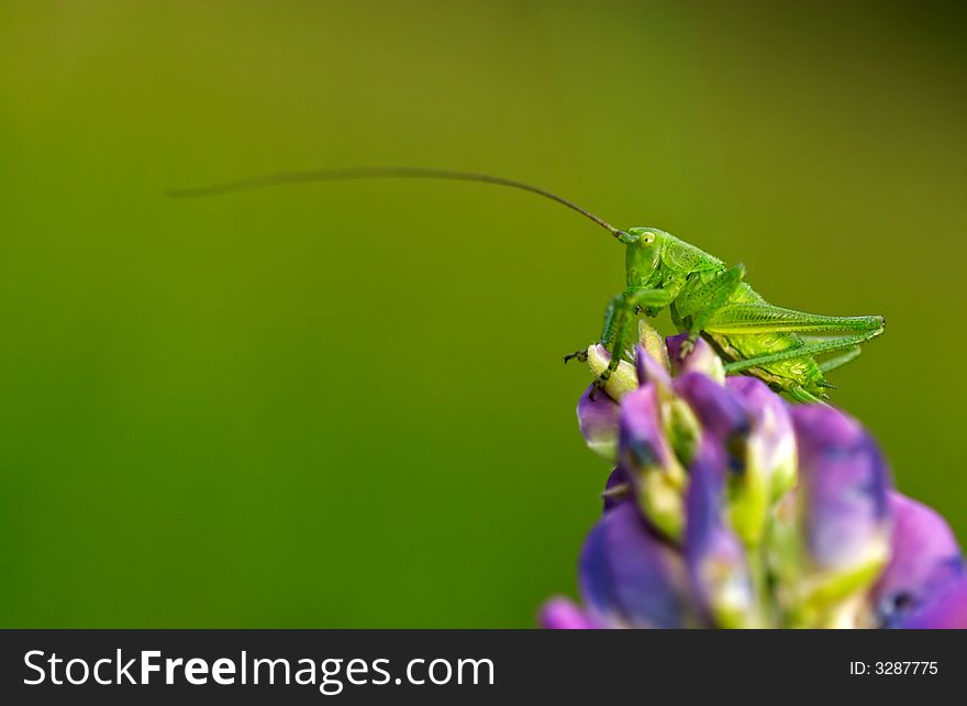 Grasshopper on a violet flower