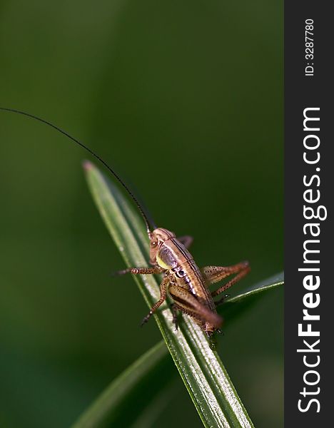Grasshopper on a green grass