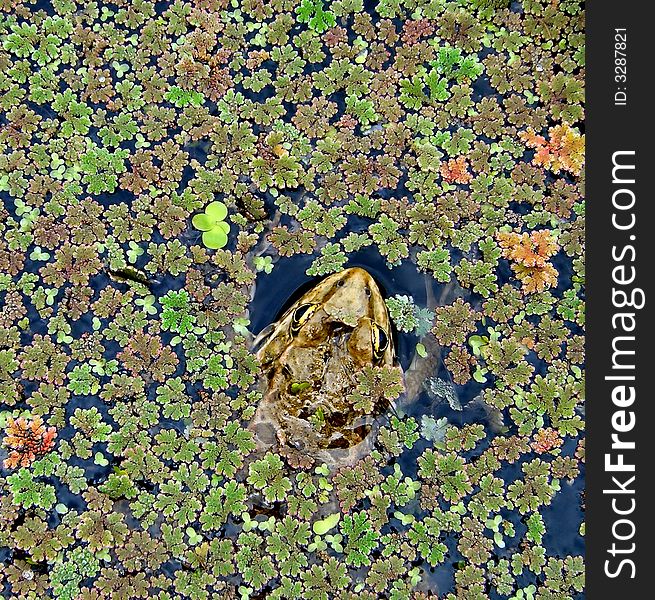 Frog's head on a surface of a lake covered with colorful algae. Frog's head on a surface of a lake covered with colorful algae
