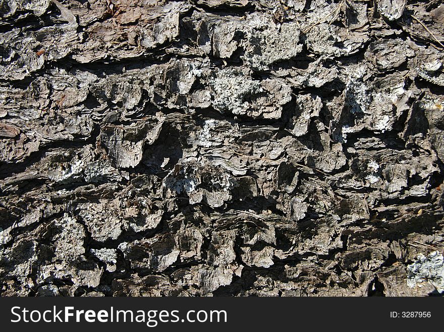 Close-up of pine tree bark. Background or wallpaper. Close-up of pine tree bark. Background or wallpaper.