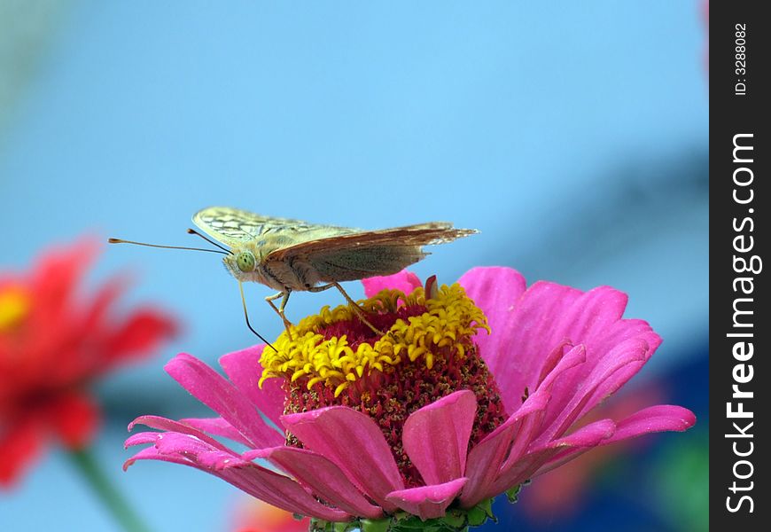 The greater butterfly on a pink flower