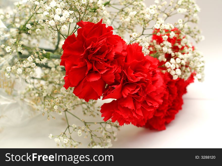 Posy red carnation on background