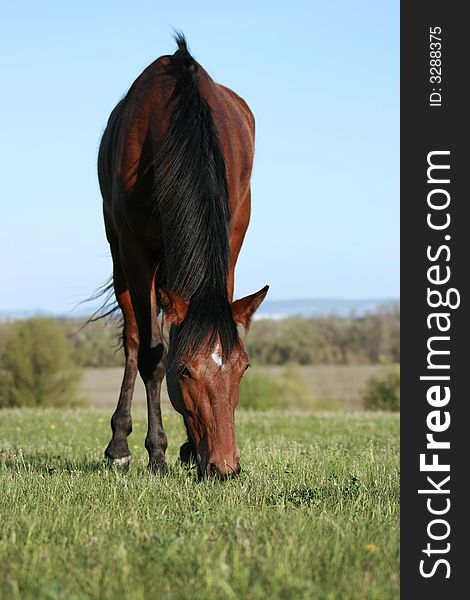 Brown horse on the green meadow