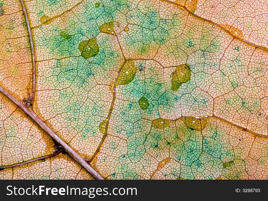 Autumn leaf macro texture with water drops