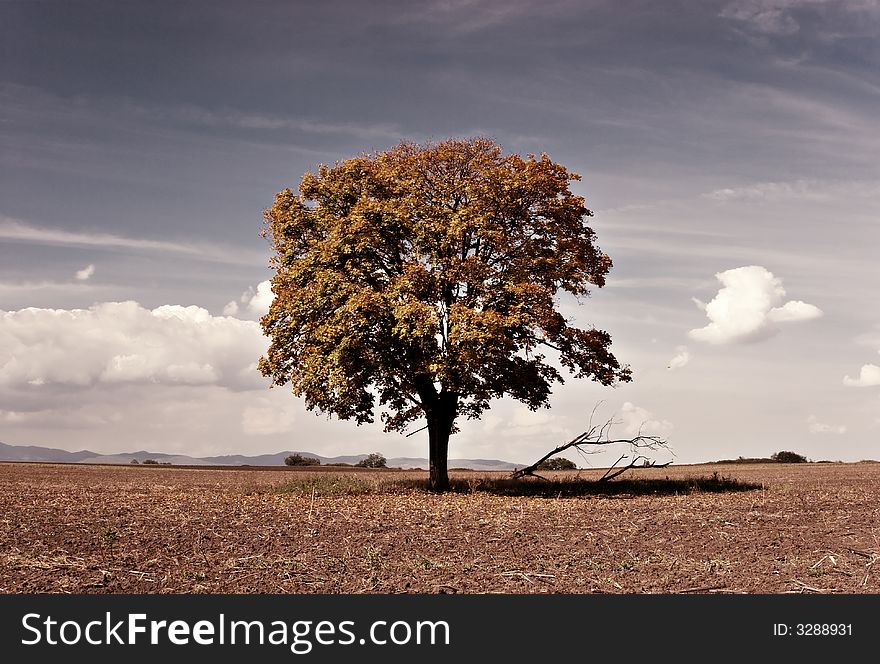 Lonely tree with different colors. Lonely tree with different colors