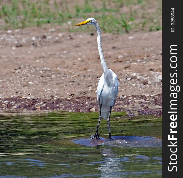 A great egret standing in a river