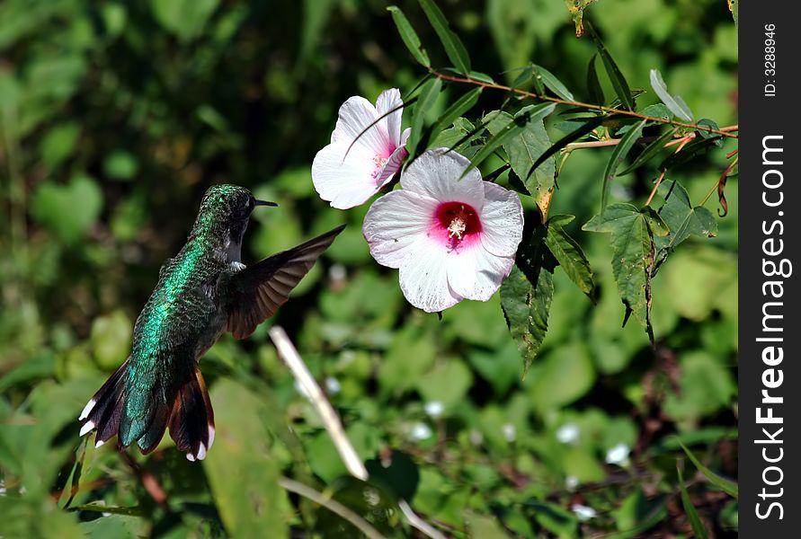 Humminbird and Wildflower