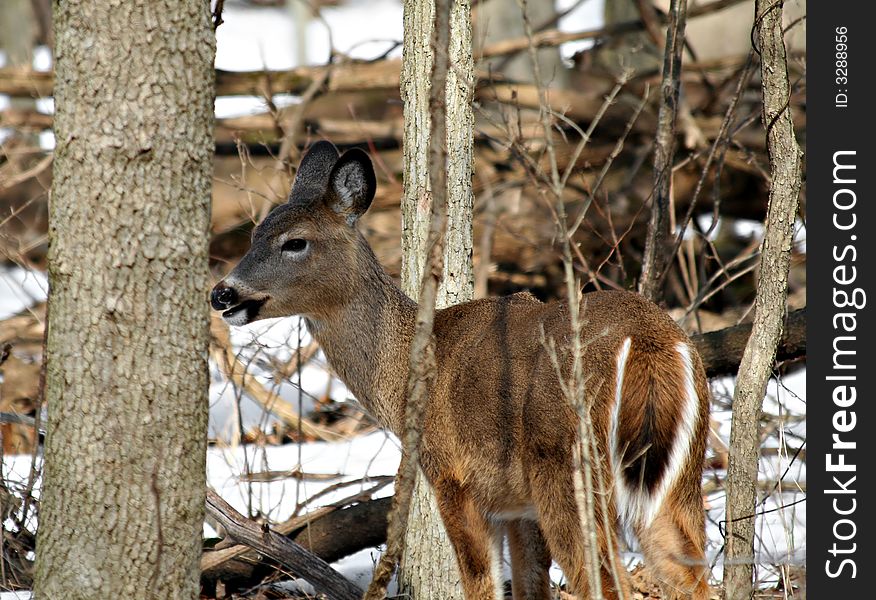 A white-tailed deer standing in the woods