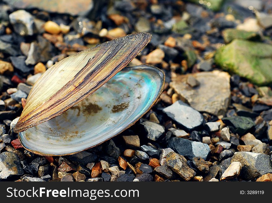 Seashell at the shore