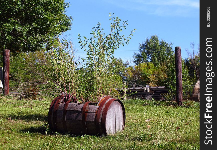 Photograph of a barrel used as a planter. Camera: Canon Powershot G9
