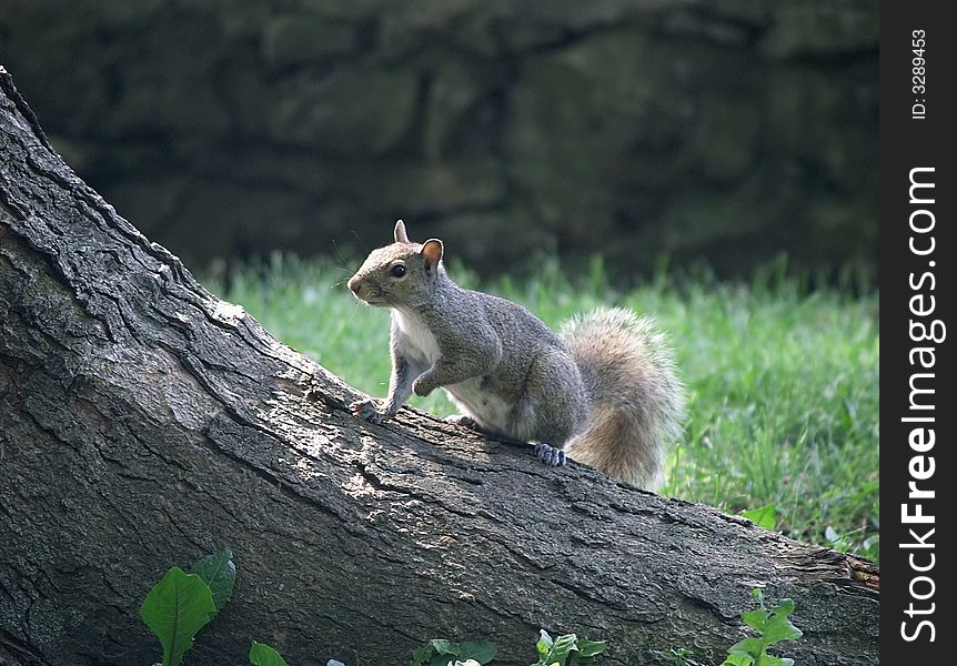 A gray squirrel gets ready to climb a tree.