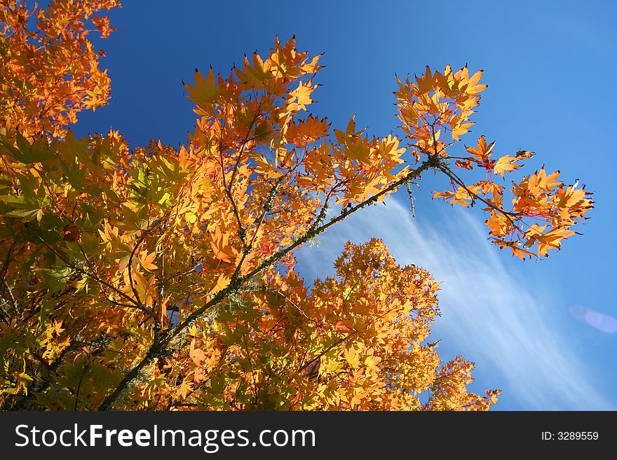 A Tree Branch With Autumn Colors