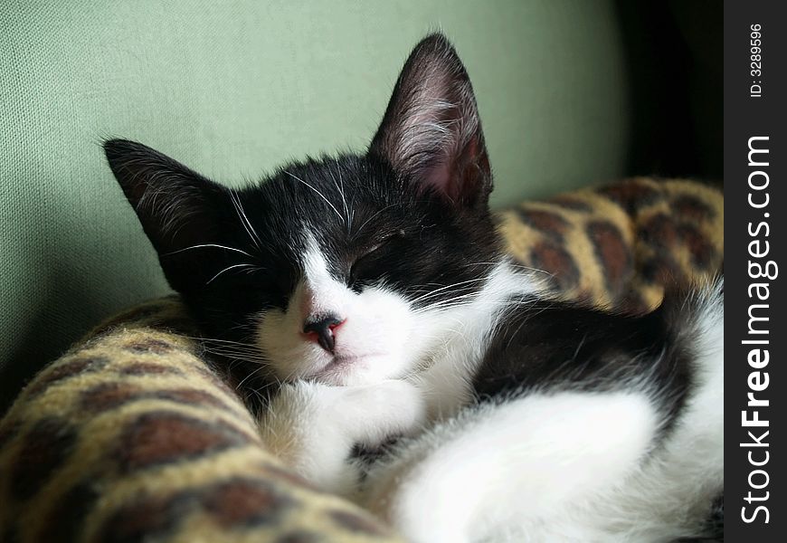 A black and white kitten sleeping soundly with a paw curled under his chin. A black and white kitten sleeping soundly with a paw curled under his chin.