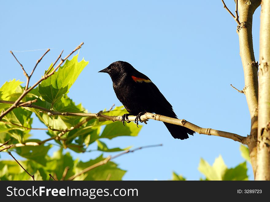 Red wing blackbird taken at Centre Island Toronto